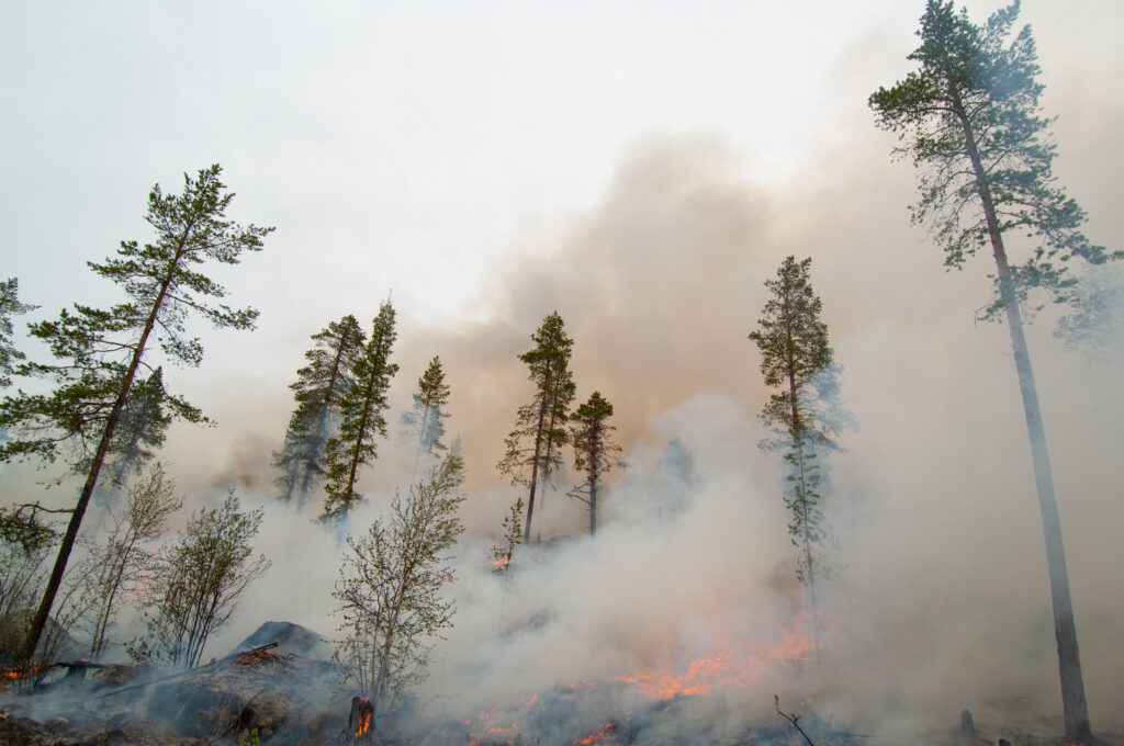 Allowing natural fire regimes