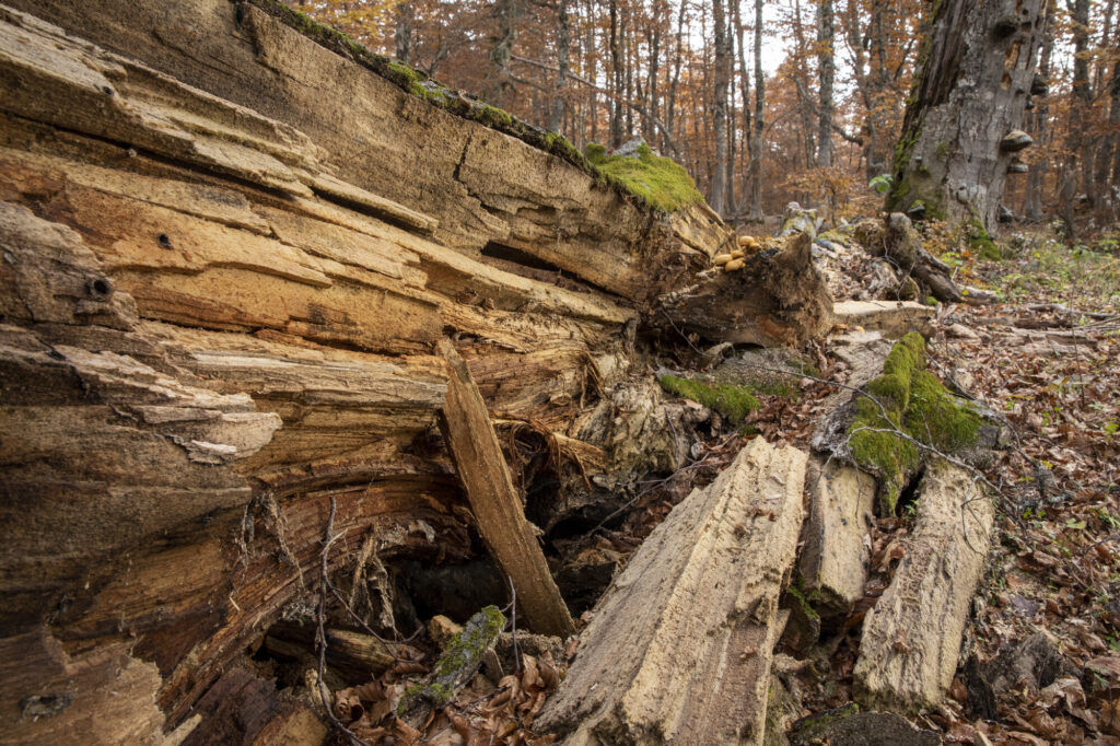 Dead centuries-old beech tree (Fagus sylvatica) showing signs of wood decay. Central Apennines, Italy. October 2020