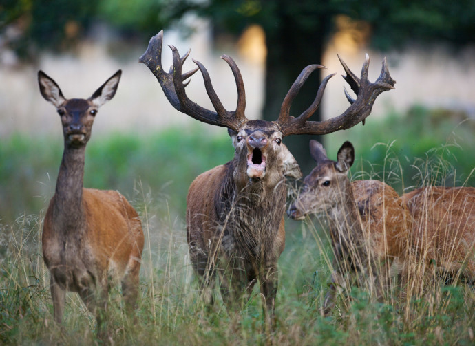 Red Deer (Cervus elaphus), Klampenborg Dyrehave, Denmark
