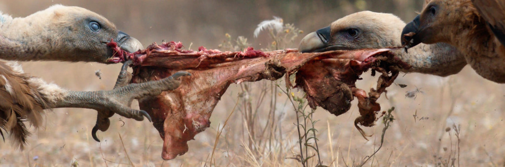 A growing number of nature organisations are now choosing to give road kills a final resting place in the wild, thereby providing a valauble food source for Europe's scavengers.