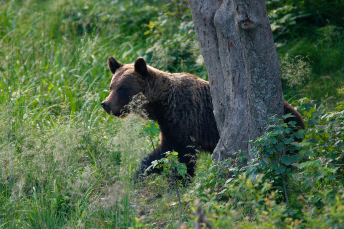 Wild Brown Bear in Bieszczady Mountains, Poland.