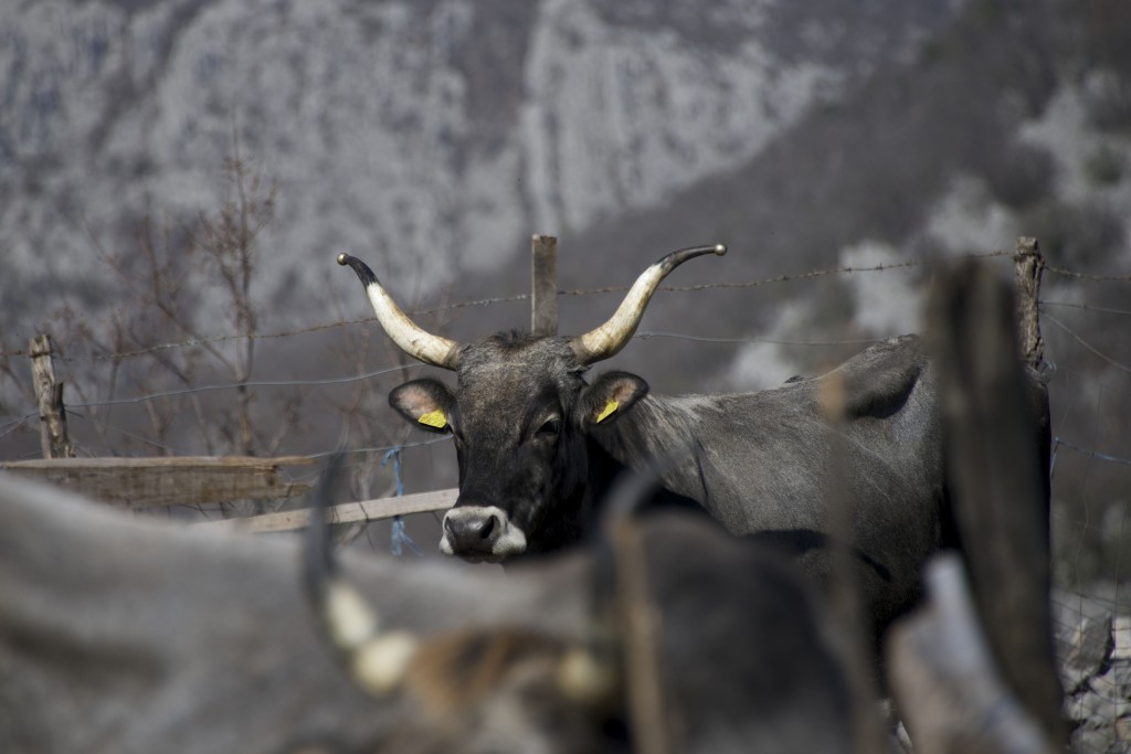 Boskarin cattle