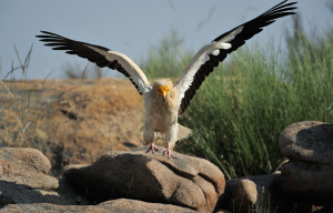 Egyptian vulture nesting in Faia Brava nature reserve, in the Western Iberia rewilding area, Portugal.