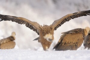 Information on vulture nests and roosting sites are already stored into the central database.