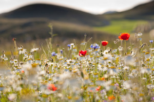 Red poppies, cornflowers, daisies and other ruderal species colonize abandoned cultivated fields in the Central Apennines rewilding area in Italy.