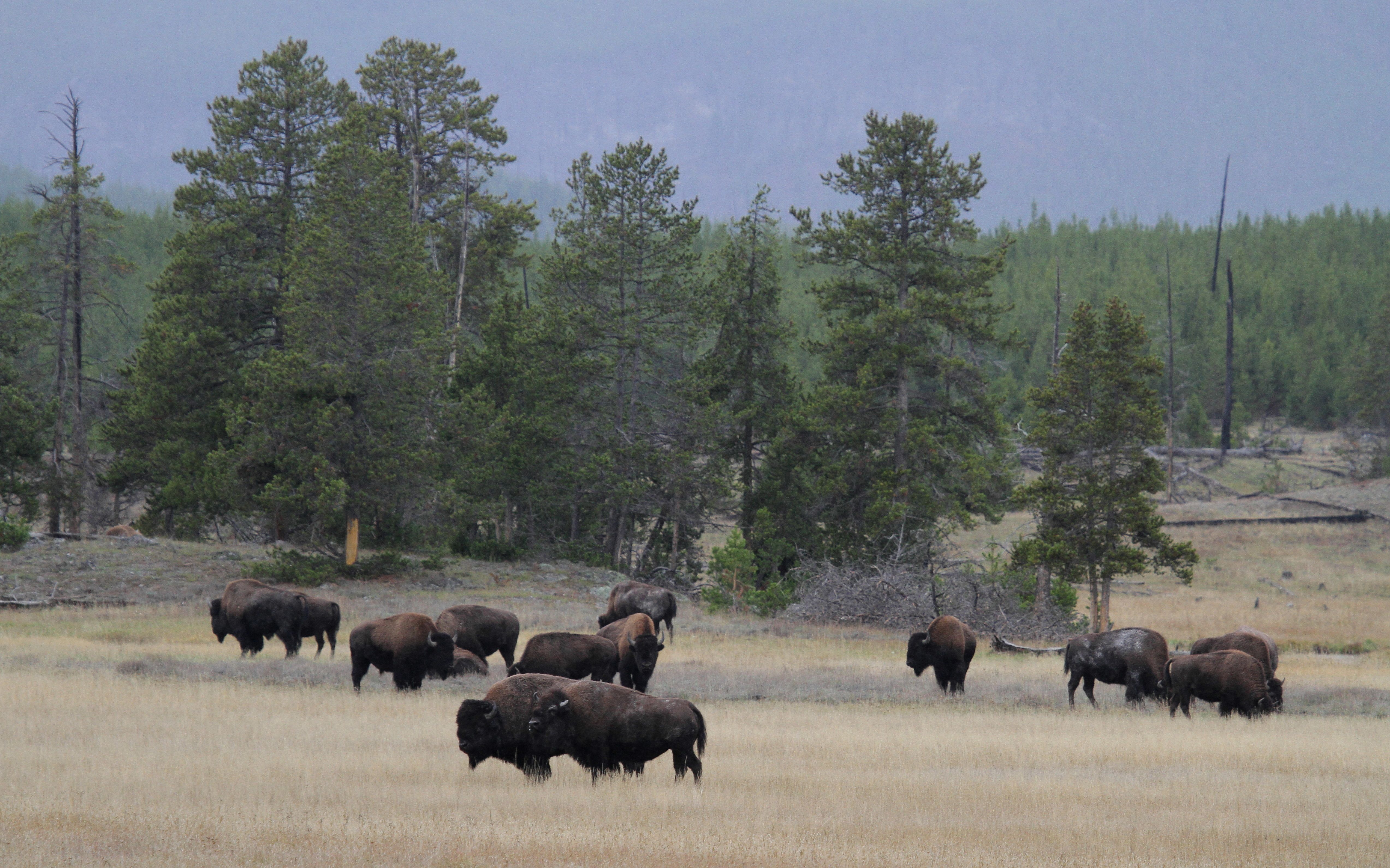 yellowstone national park mature singles Yellowstone national park is located a short 50 mile drive south through stunning paradise valley following the yellowstone river, the longest free-flowing undammed river in the lower 48 states see area attractions for great day trips from osen’s rv park. yellowstone national park mature singles Yellowstone national park is located a short 50 mile drive south through stunning paradise valley following the yellowstone river, the longest free-flowing undammed river in the lower 48 states see area attractions for great day trips from osen’s rv park.