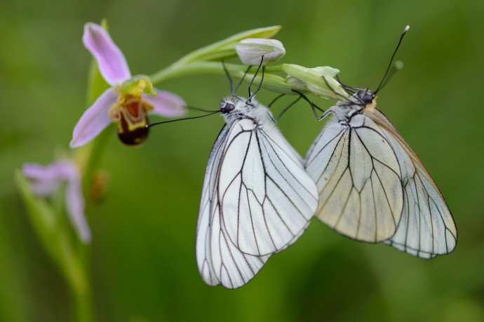 The beauty of wild nature is not only represented by large animals – wonderful Black veined white butterflies on a Woodcock orchid, Bela Reka, Rhodope Mountains, Bulgaria, showing the importance of open grassland habitat.