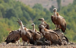 Resting griffon vultures (Gyps fulvus) near Valchi Dol nature reserve, Rhodope Mountains, Bulgaria.