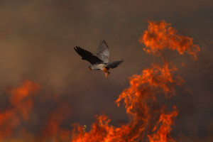 Natural fires are important element in certain European ecosystems.