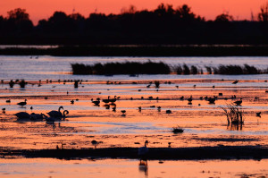 Mute swan, waterfowl, ducks and swans in the Oder Delta rewilding area on the border between Germany and Poland.