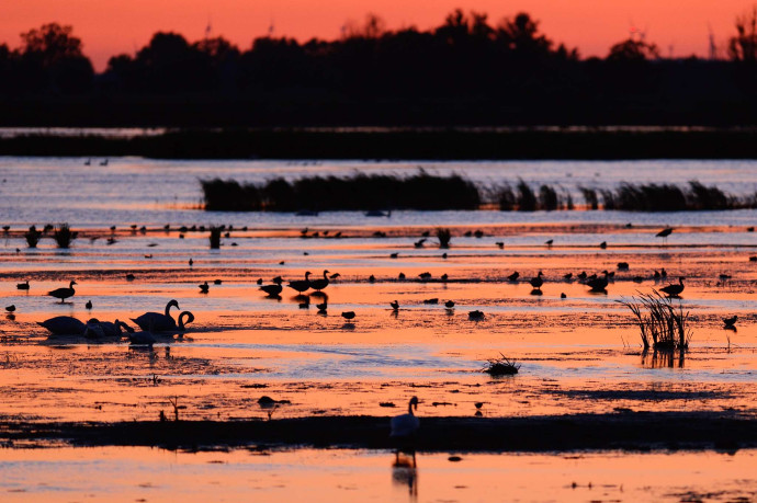 Mute swan, waterfowl, ducks and swans in the Oder Delta rewilding area on the border between Germany and Poland