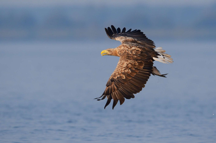 One of Oder Delta’s ‘Big Seven’ - white tailed eagle (Haliaeetus albicilla) Poland, Oder Delta rewilding area