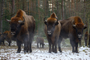 European bison, Bison bonasus, Western Pomerania, Poland, Oder Delta rewilding area.