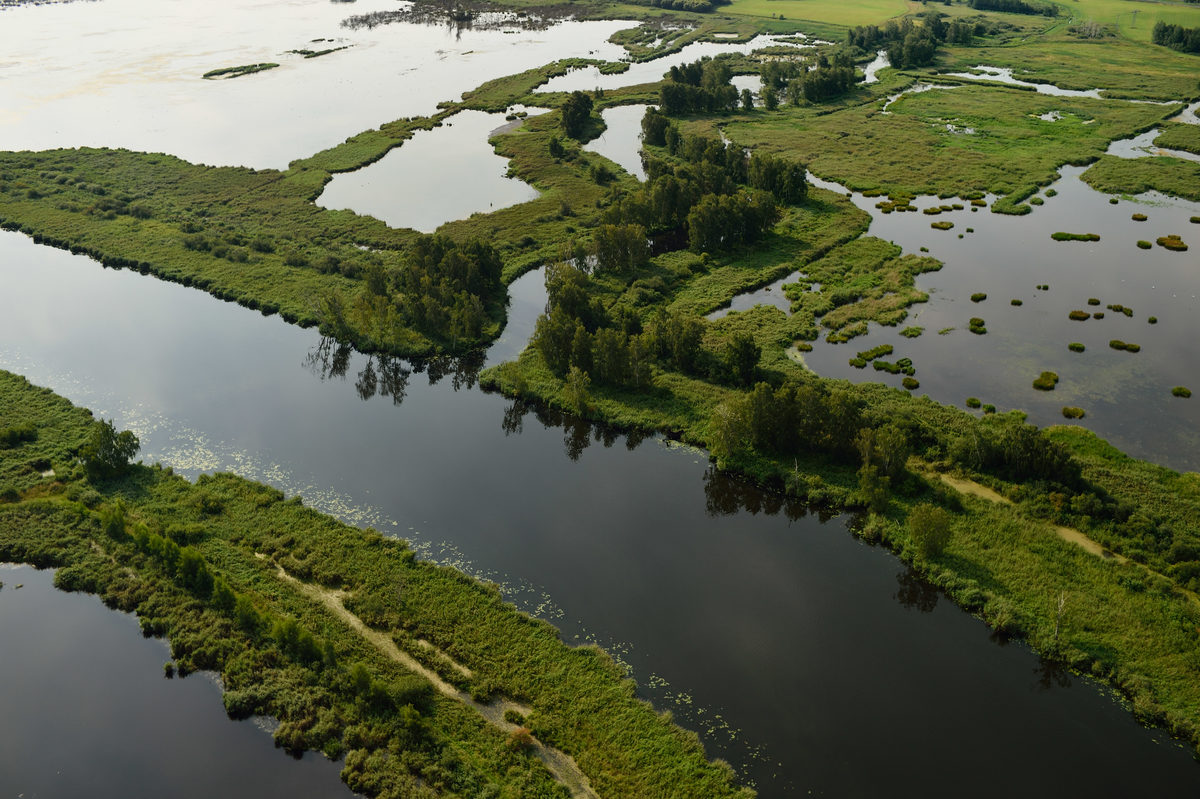 Natural disturbance processes (also just known as natural processes) are naturally occurring ecological processes that significantly disrupt the ecosystem, giving it a fresh start.