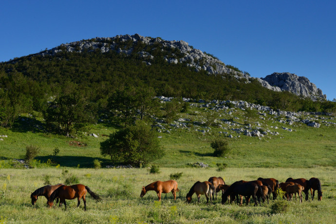 Wild Bosnian mountain horses grazing in Velebit Mountain rewilding area, Croatia.