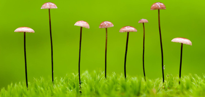 Support wilder nature and become an active part of the rewilding movement in Europe!