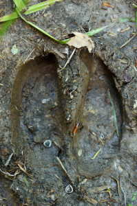 Footprint of European bison, Bison bonasus, in the Tarçu Mountains, Southern Carpathians, Romania.
