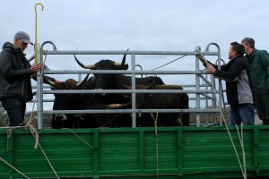Ronald Goderie from the Taurus Foundation opening the gates to release the animals into the enclosure site in Sfântu Gheorghe, Romania.