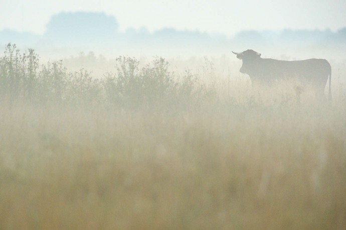 Genetically speaking, the Pajuna breed is the closest to the original aurochs.