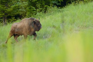 European bison (Bison bonasus), in the Tarçu Mountains Natura 2000 site, Southern Carpathians, Romania.