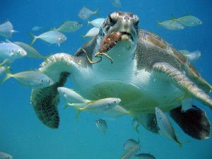 Thanks to the efforts of PROYECTO M.A.R.E.S., the algal cover has recovered in Tenerife's El Puertito de Adeje Bay. This has encouraged the return of many species, such as the green turtle (pictured) and angel shark.