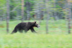 Swedish Lapland is home to a variety of wildlife including the brown bear (Ursus arctos).