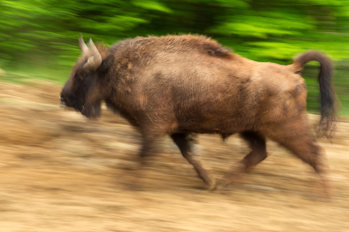 The LIFE project “Urgent actions for the recovery of European Bison populations in Romania” includes annual bison releases in the Romanian Tarçu and the Poiana Ruscă Mountains.