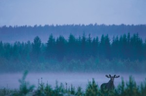 Lapland, one of world's most underrated wildlife watching destinations, has fantastic potential to develop a nature and culture-based economy.