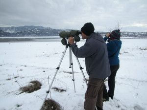 Rewilding Rhodopes and BSPB teams, bird watching during the mid-winter waterfowl census.