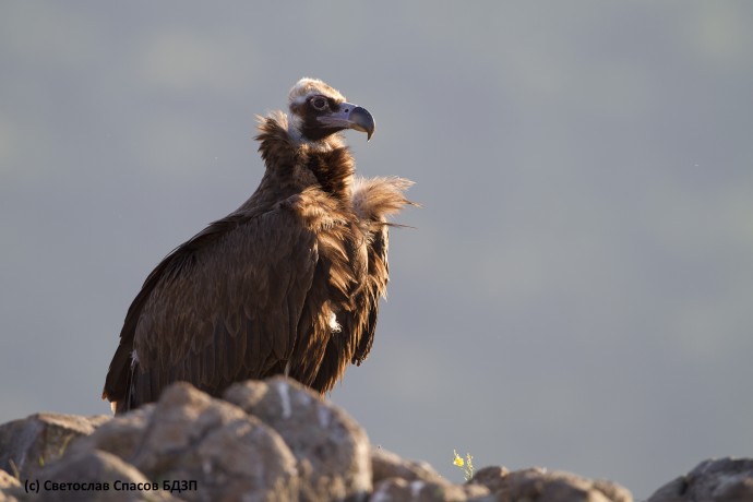 The Rhodope Mountains are home to the only breeding colony of the black vulture in the Balkans; some 32 – 35 pairs breed yearly in the Dadia National Park in the Greek part of this mountain range.