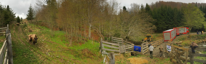Since 2013, Rewilding Europe and WWF Romania are working together in the Southern Carpathians rewilding area with the aim to bring the European bison back into this wild part of the Carpathian Mountain range. This fourth consecutive annual release was the second one done in the framework of the LIFE Bison project.