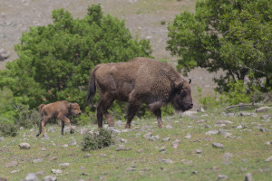 Both mother and calf are doing well, with the rewilding team monitoring the family on a daily basis.