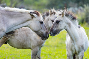 The Sorraia horse was once known as a "zebro" or "zebra" in Portuguese, due to its striped markings.