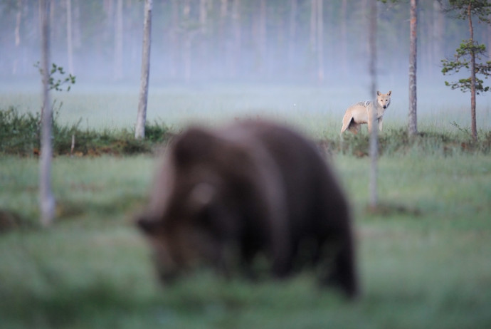 A study commissioned in 2011 by Rewilding Europe from the Zoological Society of London (and partners) found five European carnivore species – the brown bear, Eurasian lynx, wolverine, grey wolf and golden jackal – all expanding their range.