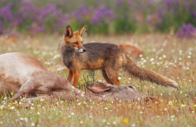 Rewilding Europe and ARK Nature want to help Europe's scavengers by encouraging a reappraisal of herbivore carcass management across the continent.