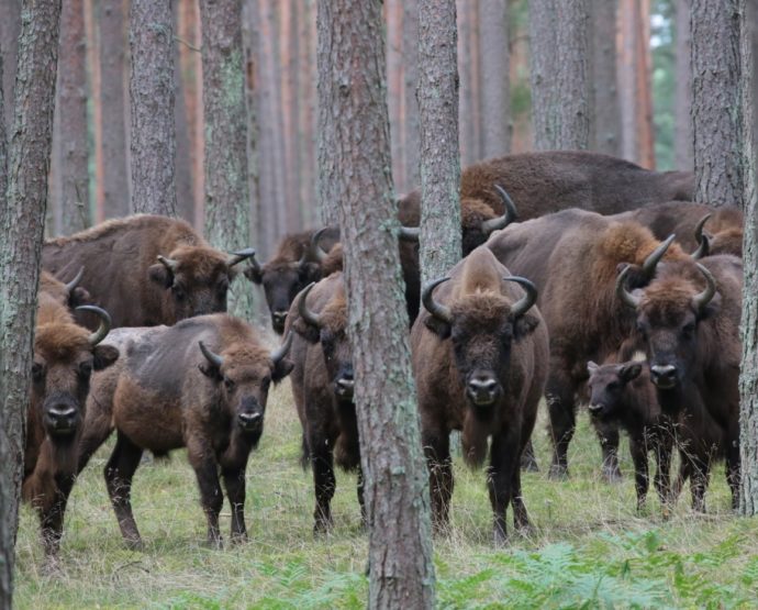 The LIFE project in Poland has seen bison numbers in the north-west of the country nearly double from 110 to 200 individuals.