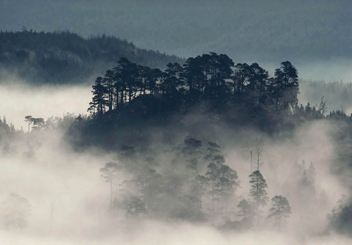 Characterised by large swathes of Scots pine - as well as aspen, willow and birch – the Caledonian forest is a unique habitat that supports internationally significant species.