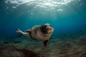The endangered Mediterranean monk seal is thought to frequent the waters of Kalamos and Kastos.