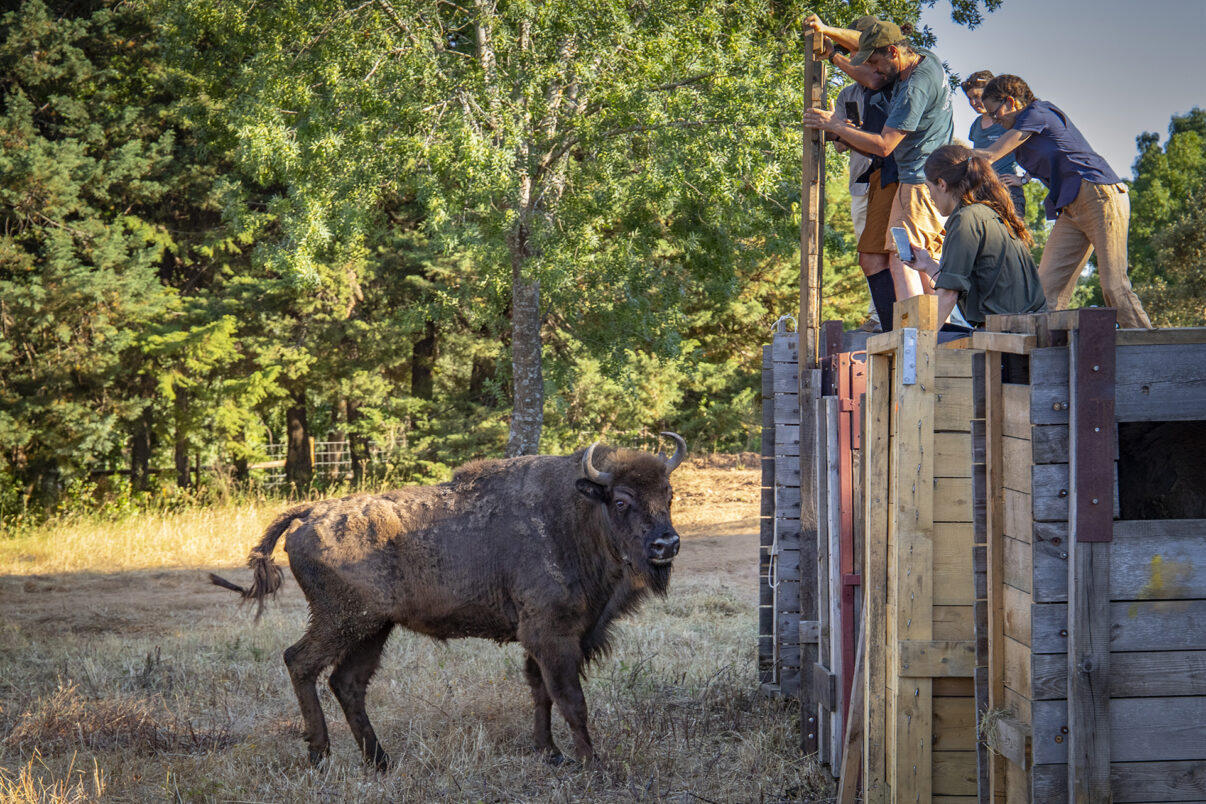 First European Bison Release in Portugal, Rewilding Portugal, Greater Côa Valley