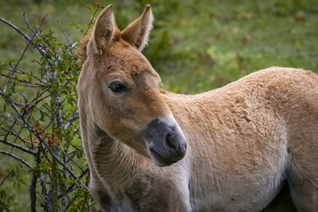 Przewalski horses in Causse Méjean, France