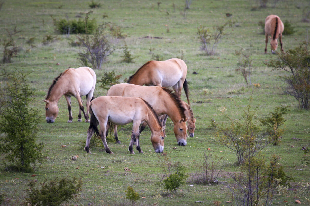 Przewalski horses in Causse Méjean, France