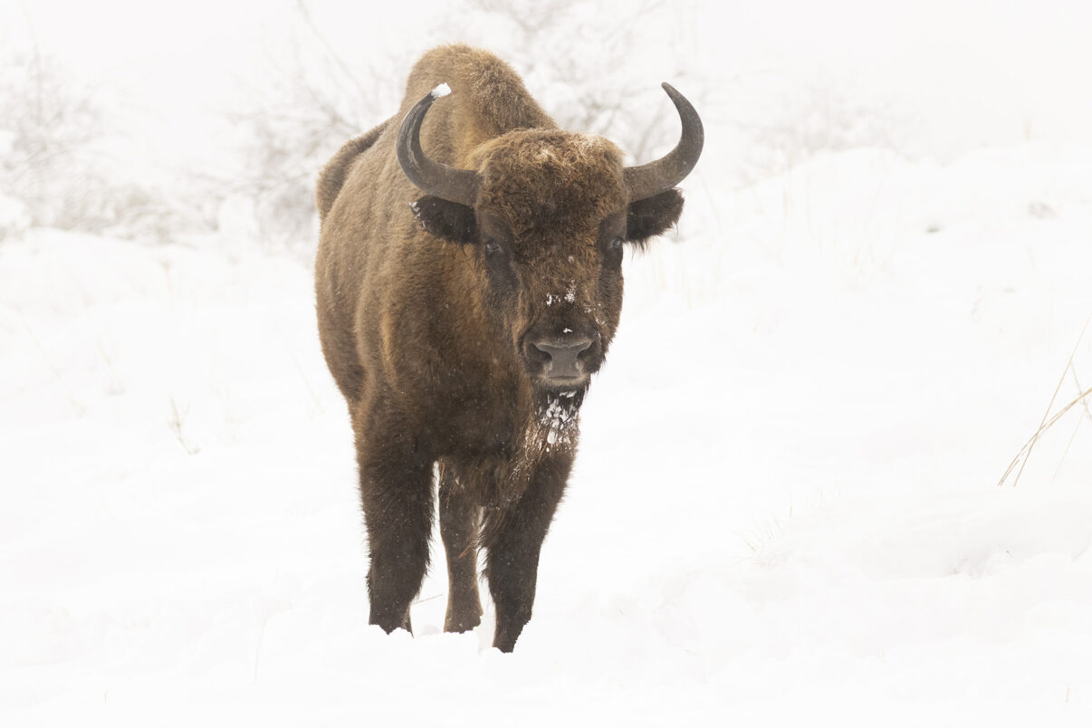 Bison release in Iberian Highlands, Spain.