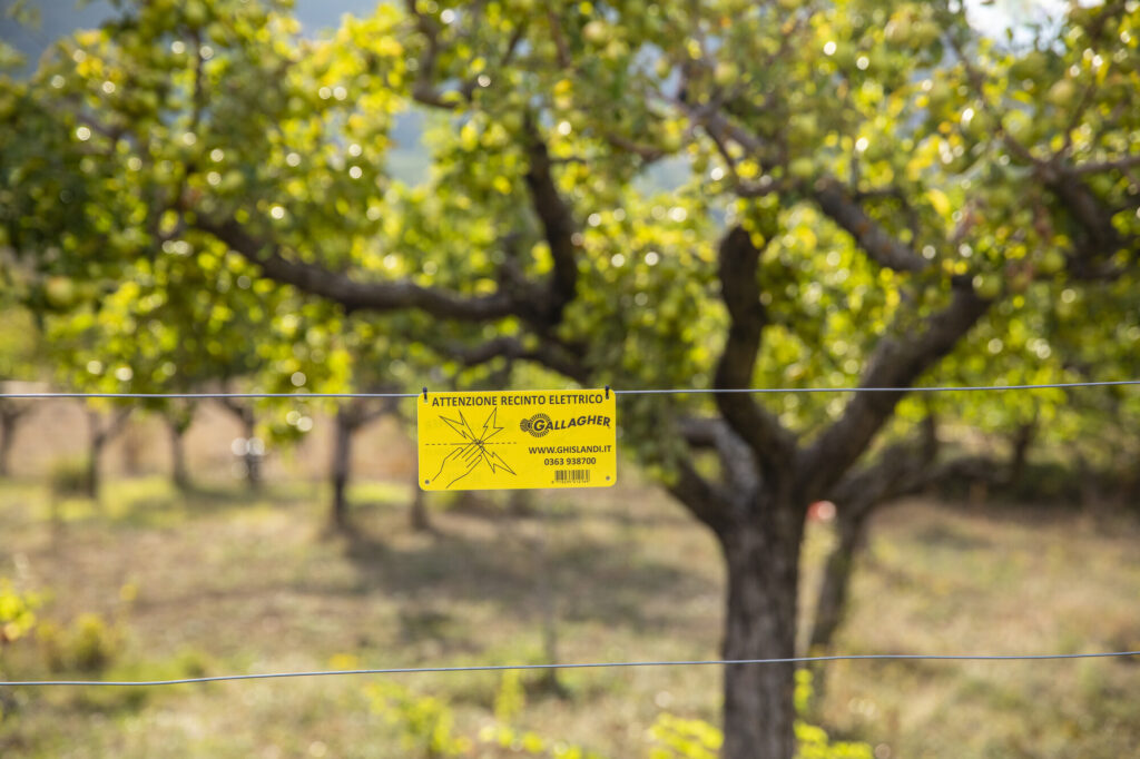 Electric fence set up by the Rewilding Apennines team to protect a fruit orchard in Giovenco Valley, priority area number 1. Central Apennines, Italy. September 2020
